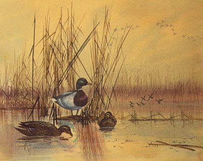 Mallard Ducks in a Lake by English School